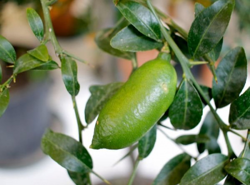 Ferme Les Jardines - Citron Caviar Faustrime Bio