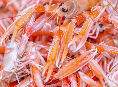 Poissonnerie La Piriacaise - Langoustines cuites
