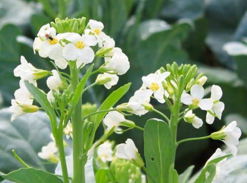 Nature et Saveurs - Ferme Aquaponique et Permacole Astérienne - Fleurs comestibles de Kai-Lan – signature florale végétale