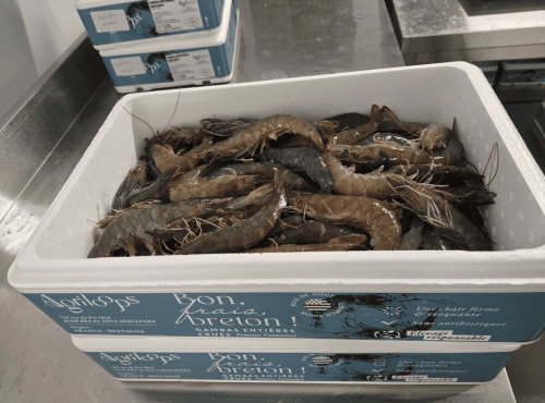 Agriloops - Gambas bretonnes fraîches 30/50 – 4 kg