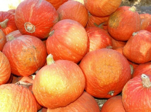 ChâteauFer - Courge - Carat 1kg