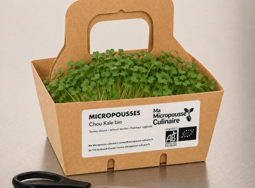 Ma Micropousse culinaire - Micro-pousses bio de chou kale – 8 barquettes