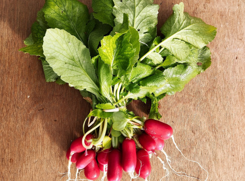 Nature et Saveurs - Ferme Aquaponique et Permacole Astérienne - Radis 18 Jours (Botte)