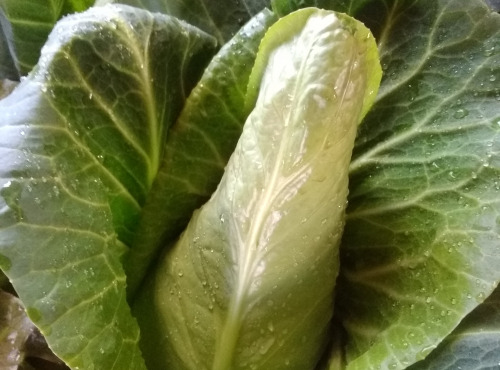 Aux Jardins des Colibris - Chou pointu de printemps à l'unité