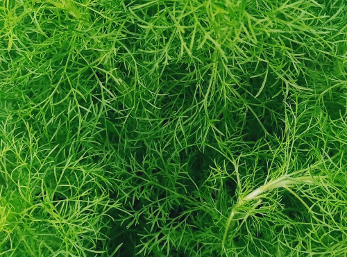 Naturélium - Fenouil sauvage en feuille - botte de 200g