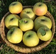 Des Poules et des Vignes à Bourgueil - Pommes Belchard