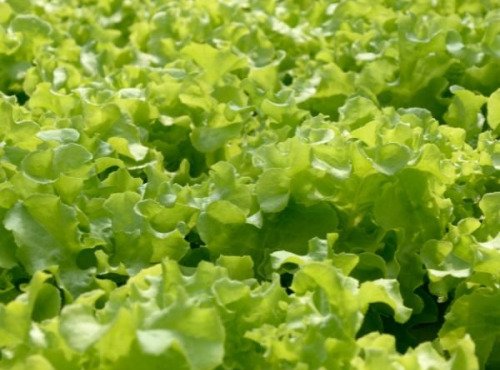 Les Jardins de Mondpa - Salade feuille de chêne blonde x 12