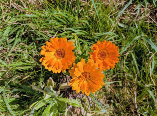 Nature et Saveurs - Ferme Aquaponique et Permacole Astérienne - Fleurs de souci calendula orange - 15g