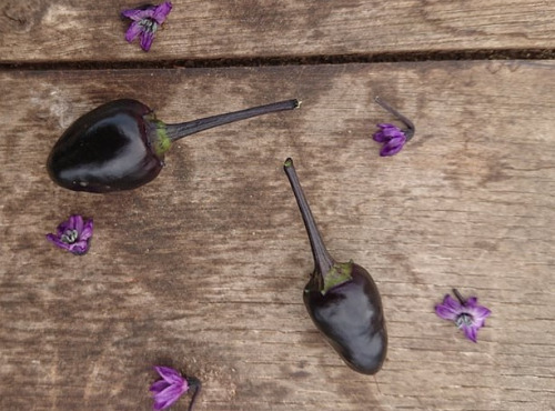 HERBA HUMANA - Piment frais frais Black Prince