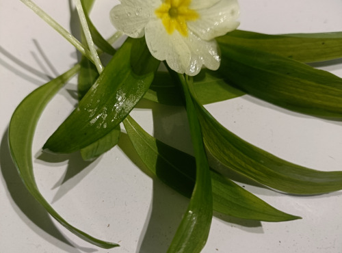 Rébecca les Jolies Fleurs - Micro pousse:  Ail des ours