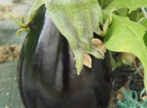 Mon Petit Producteur - Aubergine violette bio Shakira [poids Moyen 350g]+