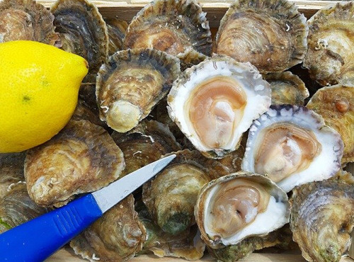 Huitres Damerose - Huitres Plates calibre P (petit) - 15 kg