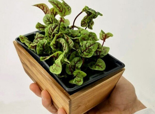 Horssol - Ferme urbaine - Micro-pousse d'Oseille sanguine x4 barquettes
