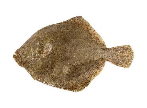 Ma poissonnière - Turbot Vidé - Pièce De 1,5 Kg