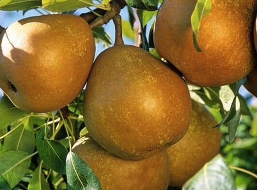 L'OLIVERAIE DU COUDON - POIRE 3KG