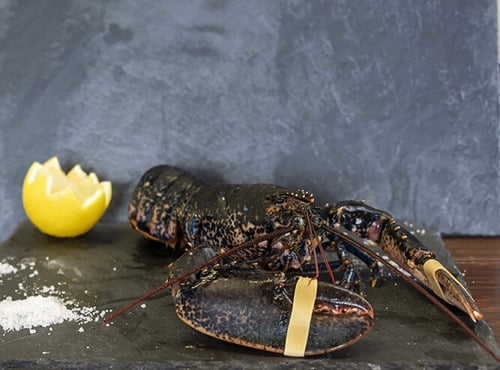 Fine de Cancale - Homard Bleu Vivant- 450/600g (1 pièce)
