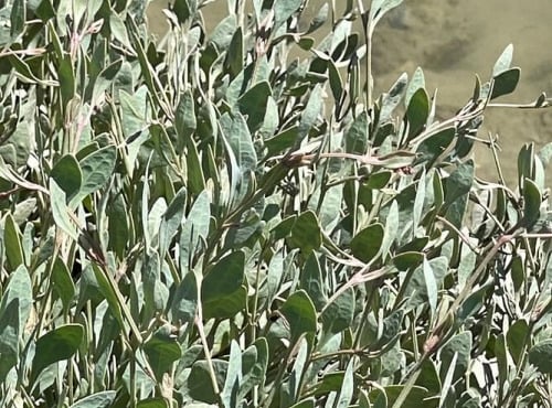 Rivesaline - Terre Saline - Obione Bio 500g