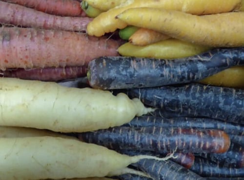 L'OLIVERAIE DU COUDON - Carottes multicolores – 5 kg