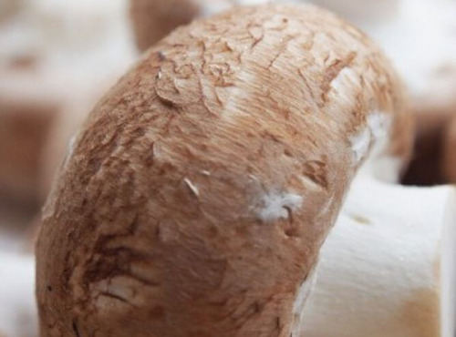 Mon Petit Producteur - Champignon De Paris Brun Bio - [vendu Par 250 g]+