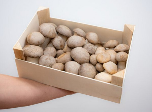 Les Myconautes - Pleurotes panicaut Bio - Cagette 2kg