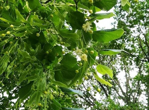 La Cabane à plantes - Tilleul