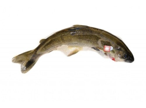 Ma poissonnière - Omble Chevalier - Lot De 4 Pièces De 180/300 Gr