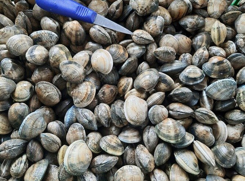 Huitres Damerose - Palourdes de la Ria d'Etel - 1kg