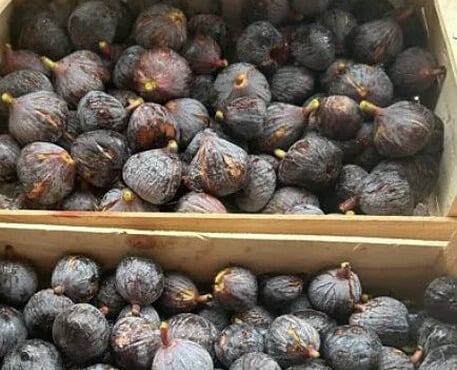 L'OLIVERAIE DU COUDON - [Précommande] FIGUES DE SOLLIES POUR CONFITURE  15KG (bien lire la description)