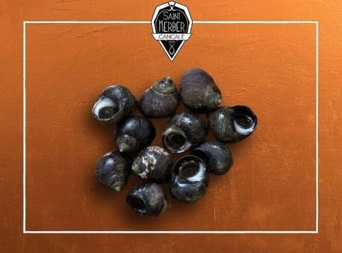 Saint Kerber - Cancale - Bigorneaux grimpés - calibre Jumbo - 3 kg
