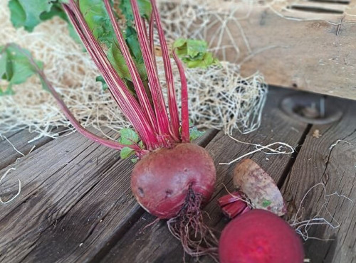 Les Jardins de Gérard - Betterave rouge Bio - 500 g