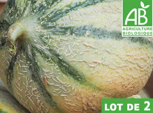 Mon Petit Producteur - Melon Céleste Bio x 2 [ Poids Moyen 1100 kg ]+