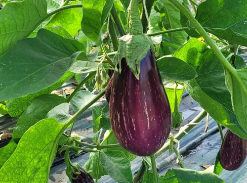Le Pré de la Rivière - Aubergine zebrée Bio 1,5kg - Origine France