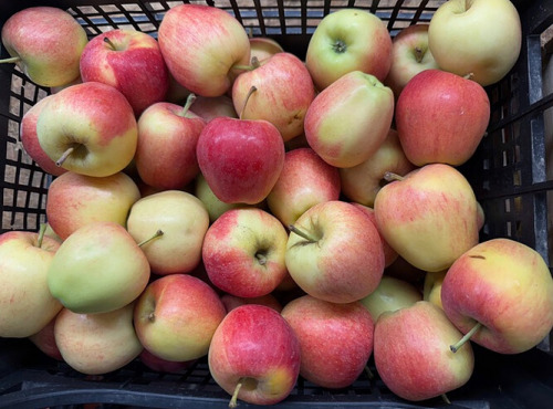 L'OLIVERAIE DU COUDON - POMMES 6KG ( gala ou equivalent )