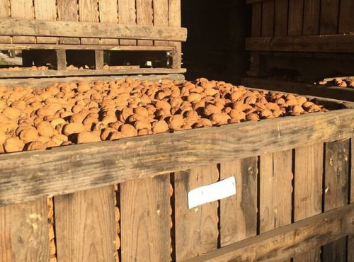 La Noyeraie des Borderies - NOIX BIO Gros Calibre (32+) PROMO 10 kg !! RÉCOLTE 2025