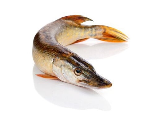 Ma poissonnière - Brochet Vidé - Pièce De 1,2 Kg