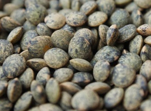 Mon Petit Producteur - Lentilles Vertes Bio [vendu Par 1 Kg]+