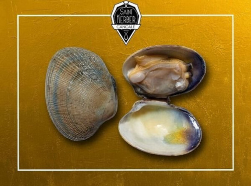 Saint Kerber - Cancale - Palourdes - calibre Moyennes - barquette de 1kg