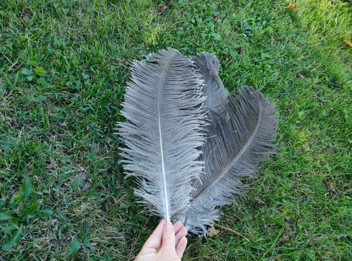 La Ferme Enchantée - Décoration de table pour les fêtes 3 plumes d'autruche grises