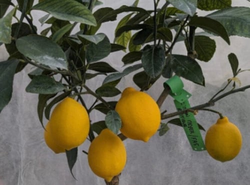 L'OLIVERAIE DU COUDON - VOTRE CITRONNIER MEYER CHEZ VOUS POT DE 20CM - H 50 /60 CM