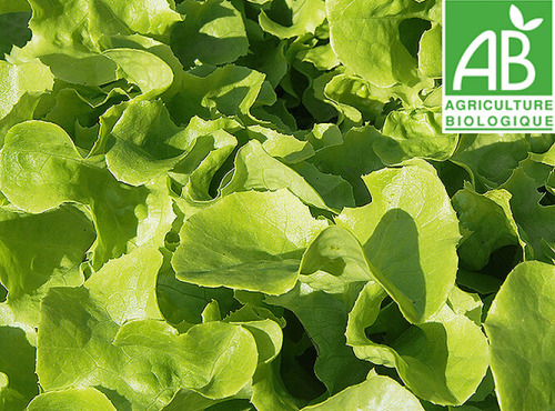 Mon Petit Producteur - Salade Feuille De Chêne Bio - [vendu Par 1 Pièce]