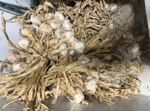 L'OLIVERAIE DU COUDON - AIL VIOLET  DEMI SEC NOUVELLE SAISON  5 KG ### PROMO ####