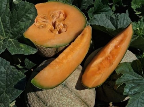 La Maison du Melon - Melon charentais x11