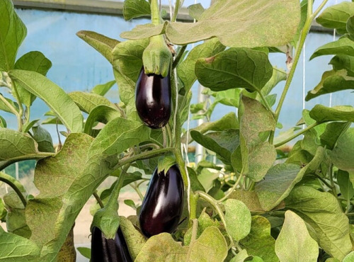 Le Pré de la Rivière - Aubergine bio 800g - Origine France