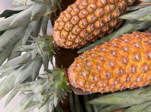 L'OLIVERAIE DU COUDON - ANANAS