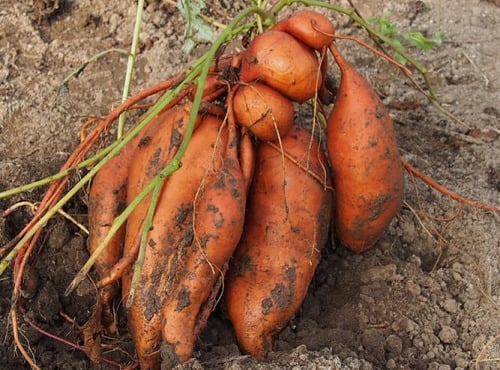 Mon Petit Producteur - Patate douce bio [vendu Par 1 Kg]+