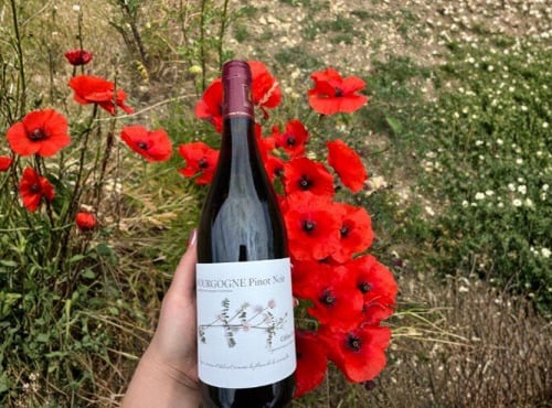 Domaine Céline Coté - Bourgogne Pinot Noir 2023