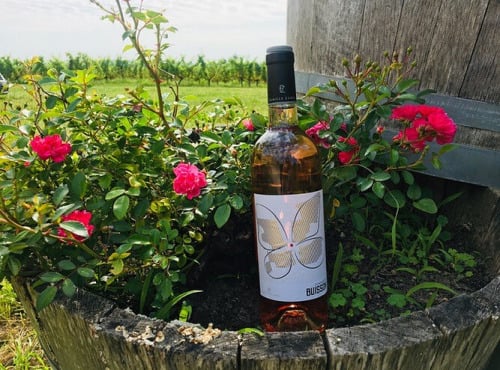 Domaine du Buisson - Vin rosé AOP Bordeaux - 2025 - 1x75cl