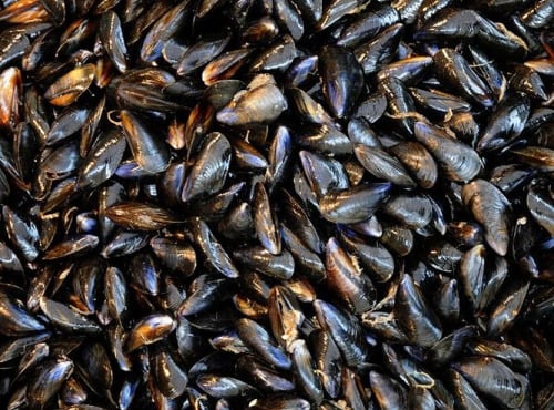 Opale Vivier - Moules de bouchot - Mont Saint Frieux - 5kg