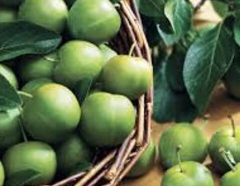L'OLIVERAIE DU COUDON - PRUNES REINE CLAUDE 5KG