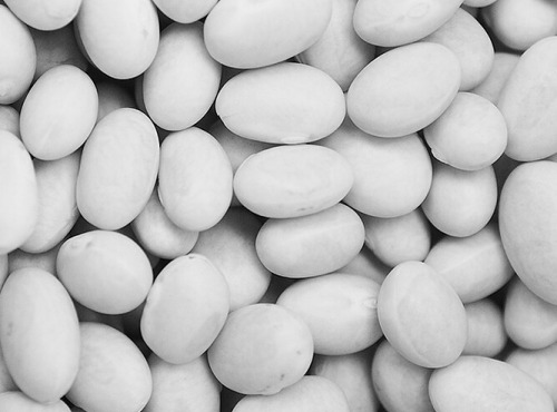 Mon Petit Producteur - Haricot Navy blanc bio [vendu Par 1 Kg]+